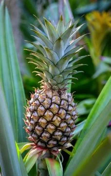 Pineapple plant Stock Photos