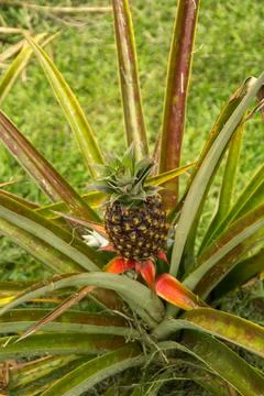 Pineapple plant Stock Photos