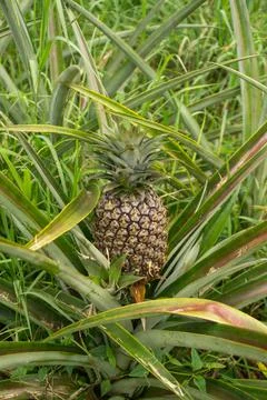Pineapple plant Stock Photos