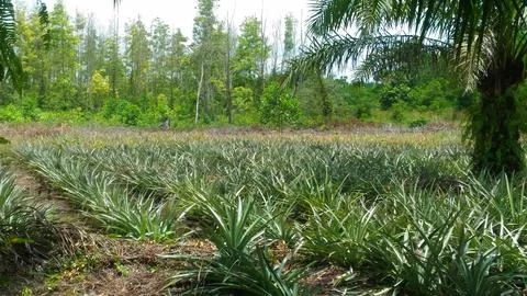 The pineapple plant Foto stock