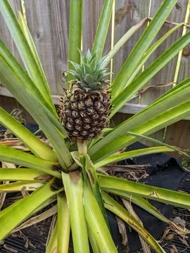 Pineapple plant with pineapple Stock Photos