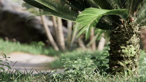 Pineapple plant stands by pathway under sunlight in garden during day Stock Footage 340211303