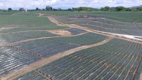 Pineapple plantation from the air Stock Footage 109561359