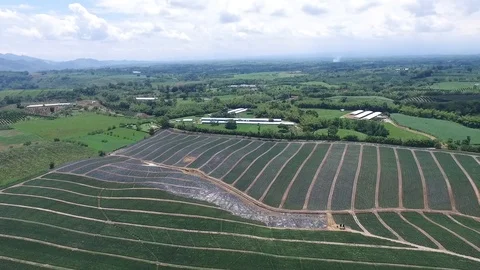 Pineapple plantation from the air Stock Footage 109561867