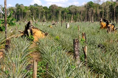 Pineapple plantation on cleared forest areas in the amazon rainforest brazil Stock Photos