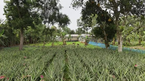 Pineapple Plantation Drone View Stock Footage 335542882