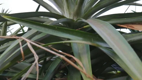 Pineapple plantation 库存影片 79730194