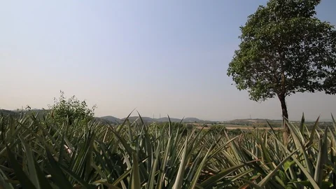 Pineapple plantation 库存影片 97038413