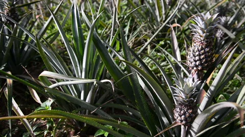 Pineapple plantation, Fresh pineapples growing on the bush. Stock-Footage 52003238