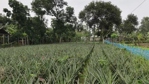 Pineapple Plantation Pattern Stock Footage 335543644