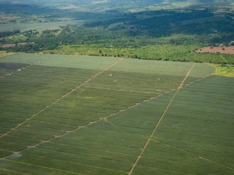 Pineapple plantation in the Philippines Stock Photos