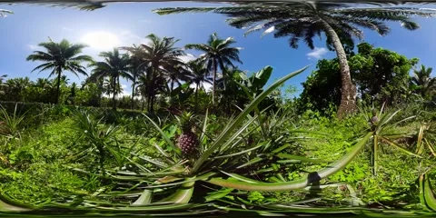 Pineapple plantation in the Philippines. Virtual Reality 360 Stock Footage 220135004