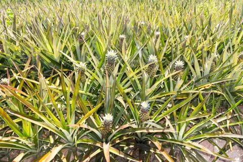 Pineapple plantation. Stock Photos