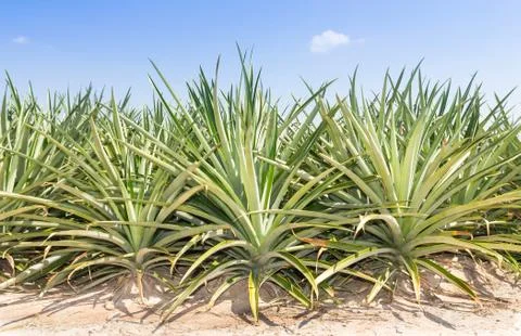 Pineapple plantation. Stock Photos