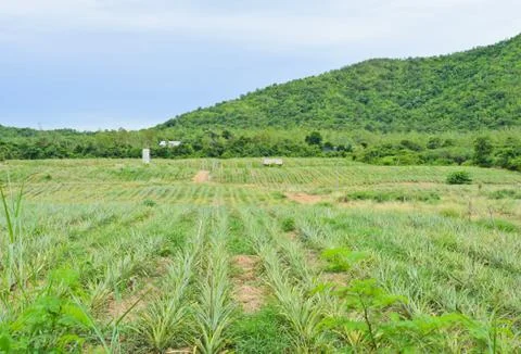 Pineapple plantation Stock Photos