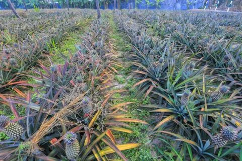 Pineapple plantation 写真素材
