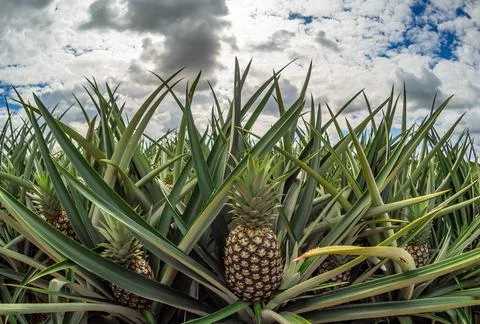  Pineapple plantation  스톡 사진