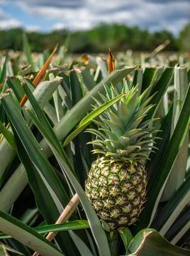  Pineapple plantation  스톡 사진