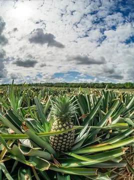  Pineapple plantation  Photos