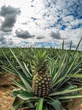  Pineapple plantation  Photos