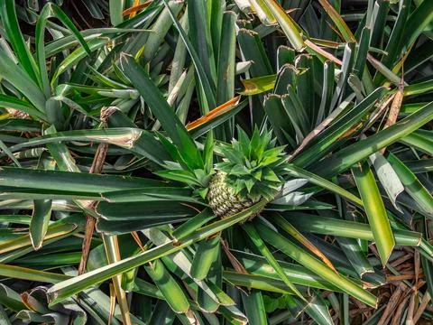  Pineapple plantation  Photos