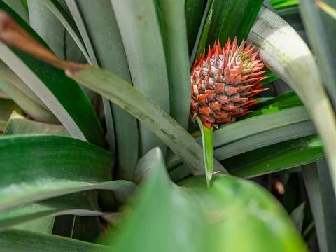  Pineapple plantation  Stockfoto's