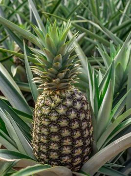  Pineapple plantation  Photos