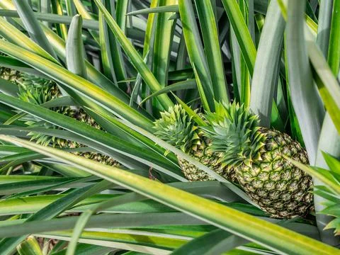  Pineapple plantation  Stockfoto's