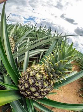  Pineapple plantation  스톡 사진