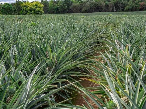  Pineapple plantation  스톡 사진