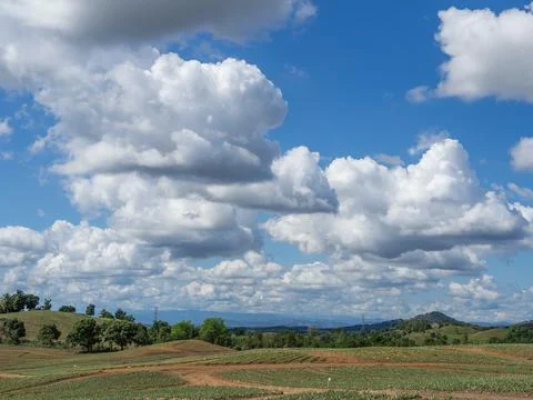  Pineapple plantation  스톡 사진
