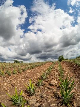  Pineapple plantation  스톡 사진