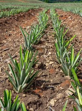  Pineapple plantation  Stockfoto's