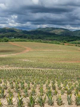  Pineapple plantation  Photos