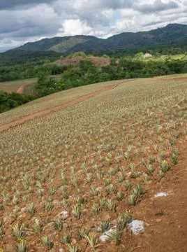  Pineapple plantation  Photos