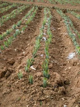  Pineapple plantation  Photos