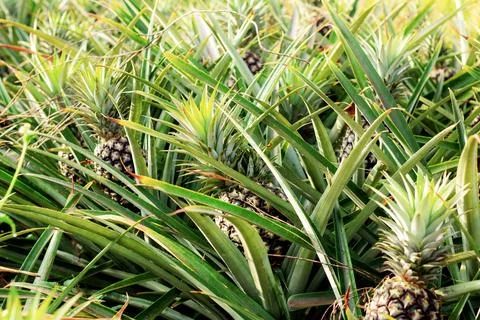 Pineapple on plantation. Stock Photos