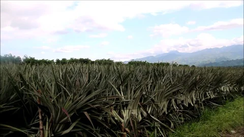 Pineapple Plantation, Pineapple Field. Video stock 91786199