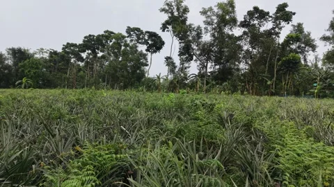 Pineapple Plantation Tracking Shot Stock Footage 336103466
