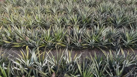 Pineapple plantation view above Stock Footage 149192257