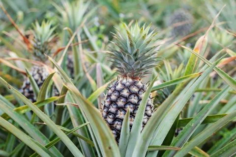 Pineapple planted of countryside. Stock-Fotos