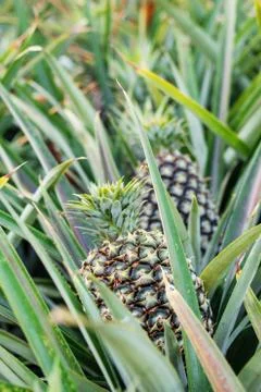 Pineapple on planted. Stock Photos