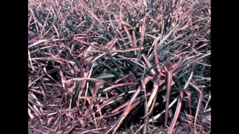 Pineapple Plants with Fruits Stock Footage 278217466