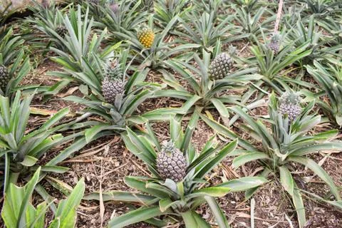 Pineapple plants in a greenhouse Stock Photos