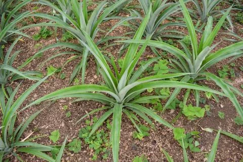 Pineapple plants in a greenhouse Stock Photos