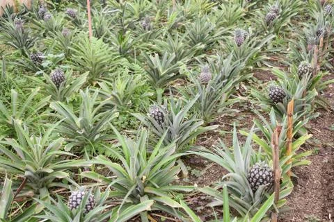 Pineapple plants in a greenhouse Stock Photos