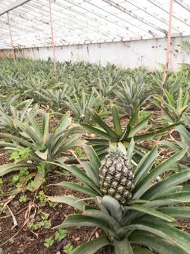 Pineapple plants in a greenhouse Stock Photos
