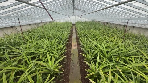 Pineapple plants growing inside greenhouse São Miguel Azores Portugal Stock Footage 331651718