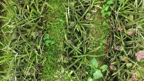Pineapple Plants Top View Stock Footage 335543214