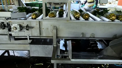 Pineapple processing machines takes the fruitsto the interior of the plant. Stock Footage 123541205